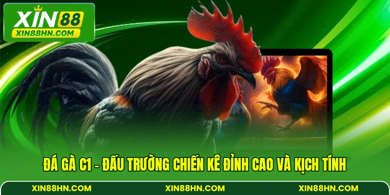 Đá Gà C1 - Đấu Trường Chiến Kê Đỉnh Cao Và Kịch Tính